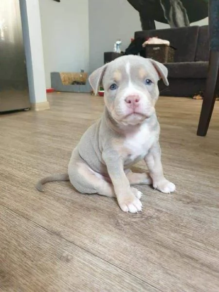 Cuccioli di Pitbull Piccole Palle di Energia e Affetto | Foto 0
