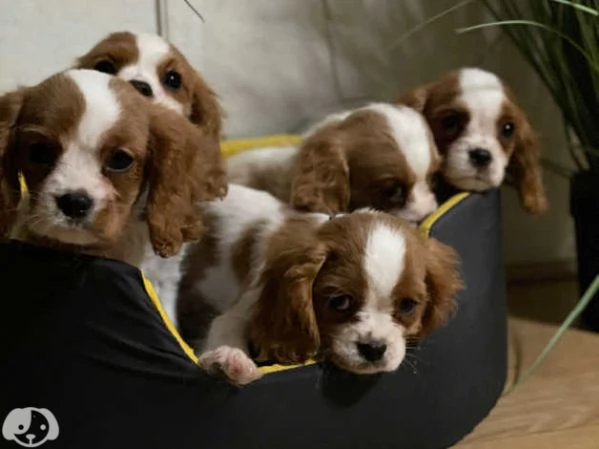 Cavalier King Charles | Foto 3