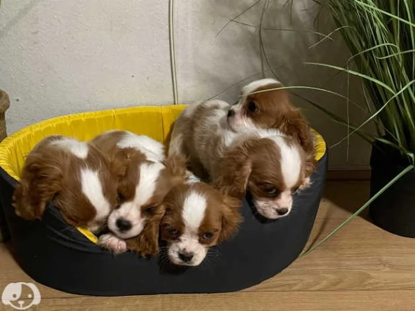 Cavalier King Charles | Foto 0