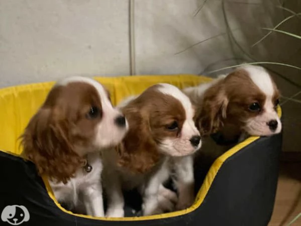 Cavalier King Charles
