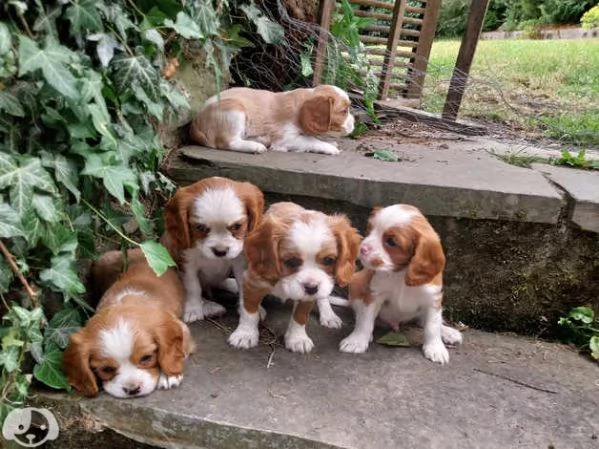 Cavalier King Charles | Foto 0