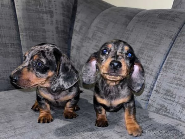 Bellissimi Cuccioli di Bassotto | Foto 1
