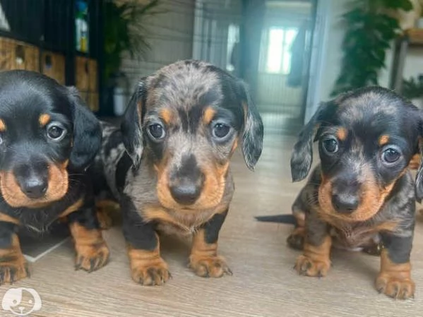 Bellissimi Cuccioli di Bassotto