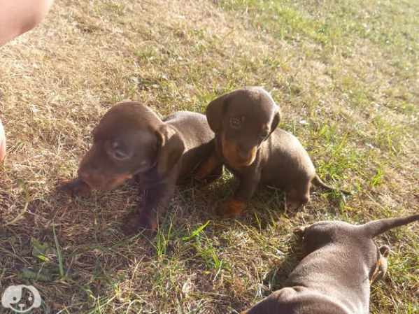 Bellissimi Cuccioli di Bassotto | Foto 0