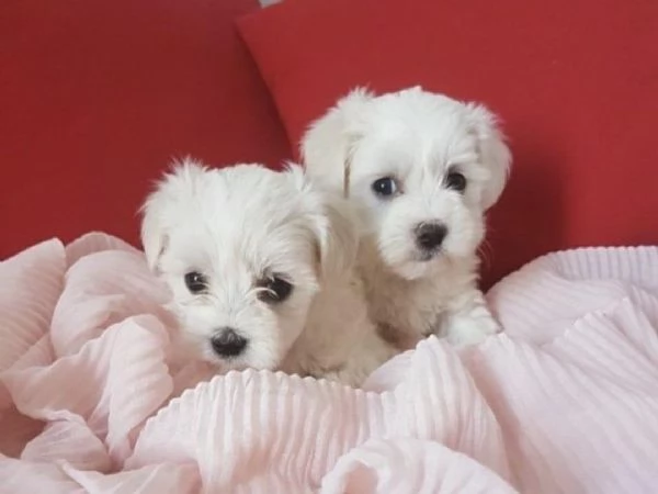 Maltese toy cuccioli | Foto 3