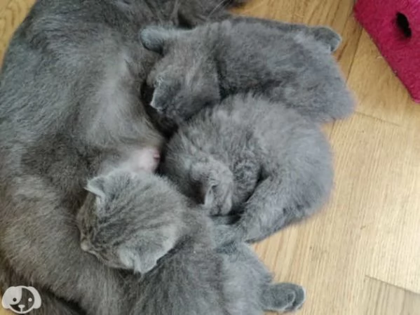 Gatti British Shorthair | Foto 4