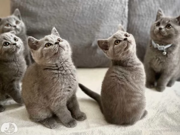 Gatti British Shorthair