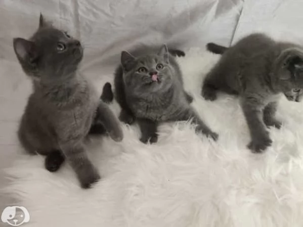 Gatti British Shorthair | Foto 1