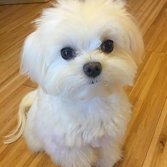 Simpatici mini cuccioli maltesi