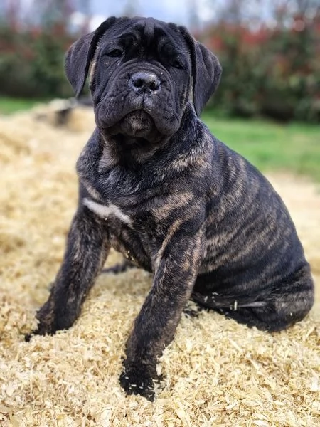 Ultimi Cuccioli di Cane Corso