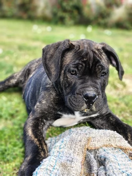 Ultimi Cuccioli di Cane Corso | Foto 4