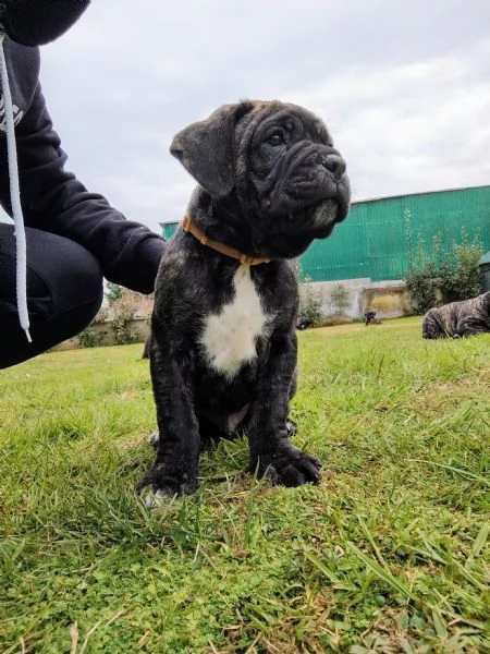 Ultimi Cuccioli di Cane Corso | Foto 3