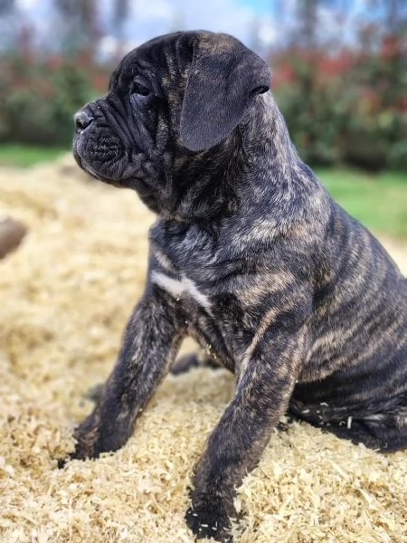 Ultimi Cuccioli di Cane Corso | Foto 2