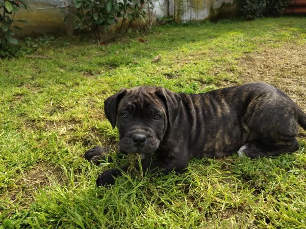 Ultimi Cuccioli di Cane Corso | Foto 1