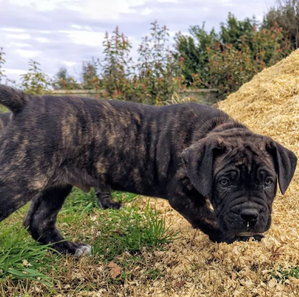Ultimi Cuccioli di Cane Corso | Foto 0