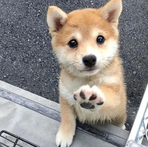 Regalo akita inu Disponibili bellissimi cuccioli gi vaccinati sverminati e iscritti in anagrafe can
