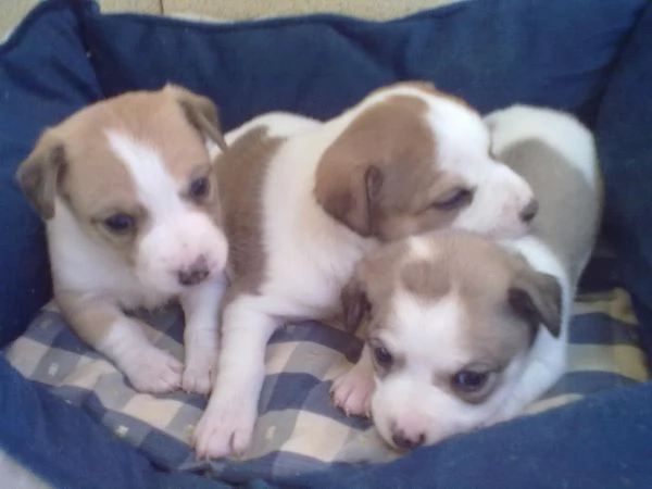 Jack Russell cuccioli