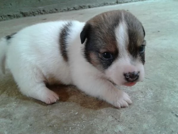 Jack Russell cuccioli | Foto 2