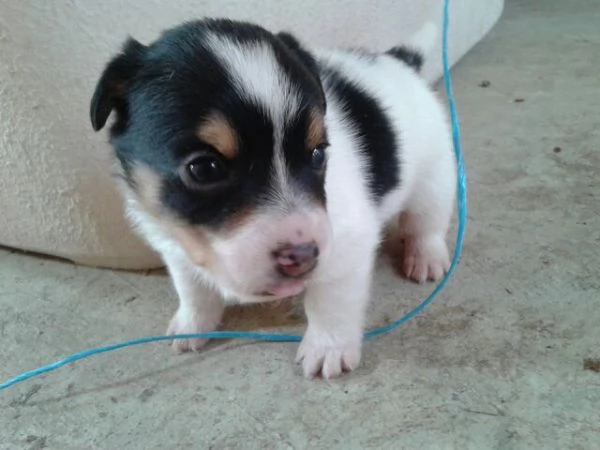 Jack Russell cuccioli | Foto 1