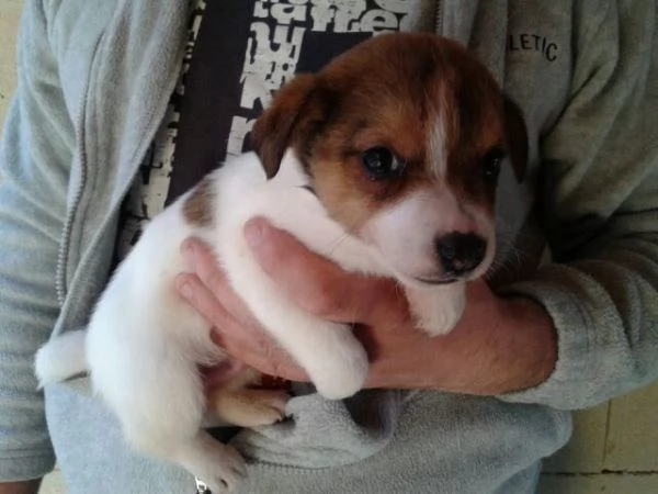 Jack Russell cuccioli | Foto 0