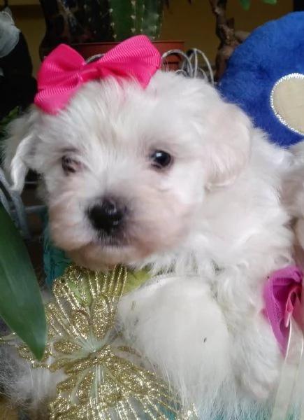 Maltipoo nano e toy