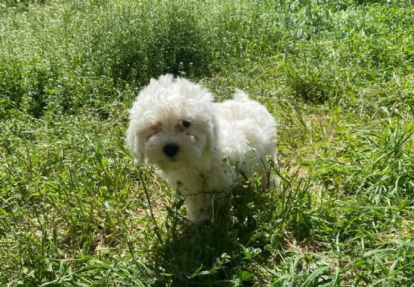 Maltipoo nano e toy | Foto 1