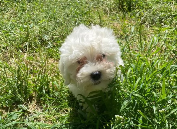 Maltipoo nano e toy | Foto 0