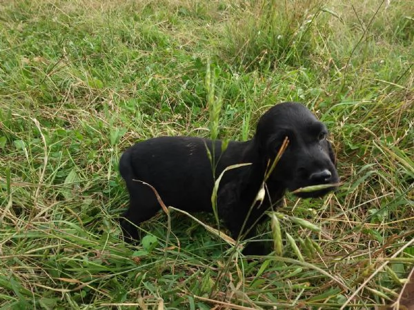 Cocker Spaniel maschietto | Foto 1
