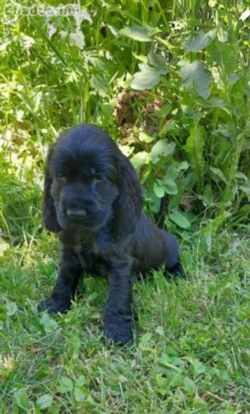 Cocker Spaniel maschietto