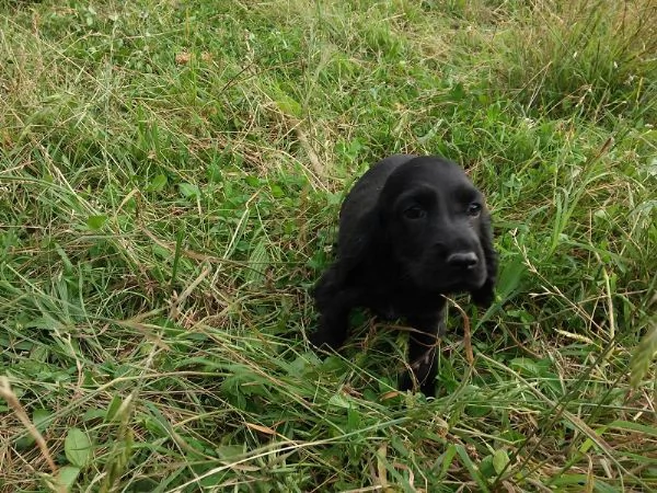Cocker Spaniel maschietto | Foto 0