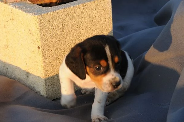 Beagle tricolore femminuccia | Foto 2
