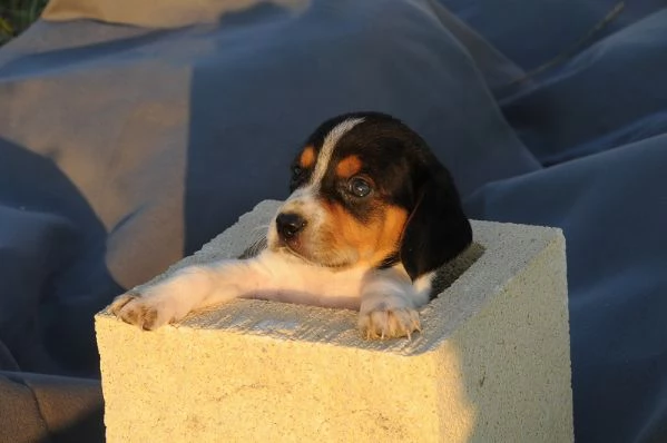 Beagle tricolore femminuccia | Foto 1