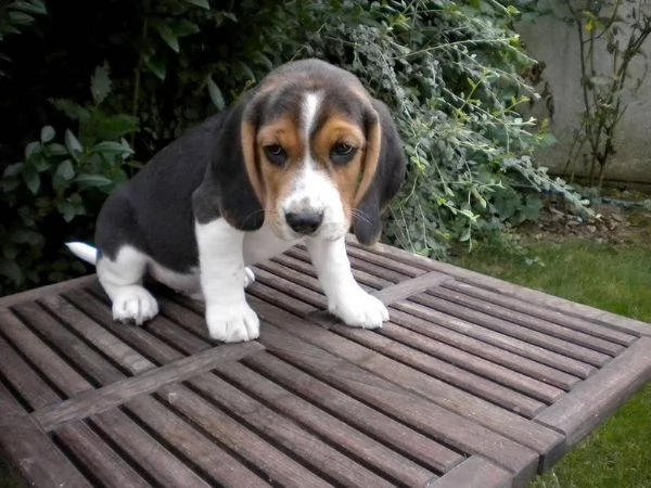 Beagle tricolore femminuccia