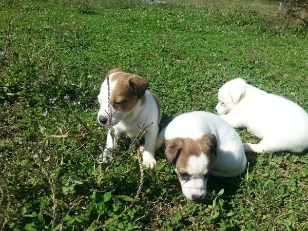 jack Russell cuccioli