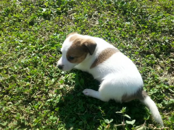 jack Russell cuccioli | Foto 2