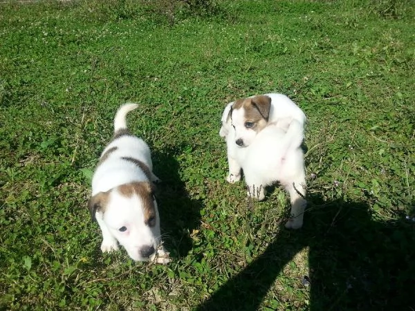 jack Russell cuccioli | Foto 1