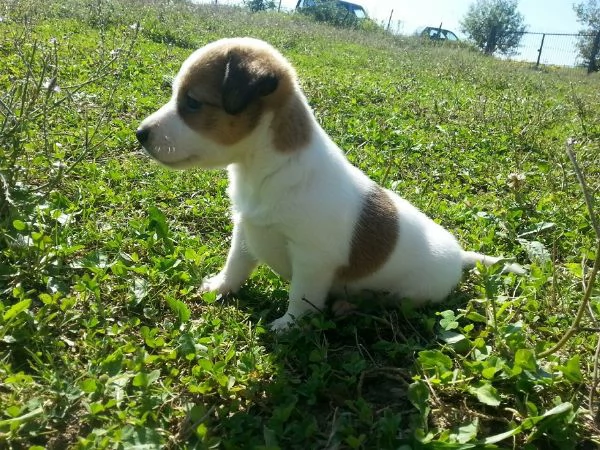 jack Russell cuccioli | Foto 0