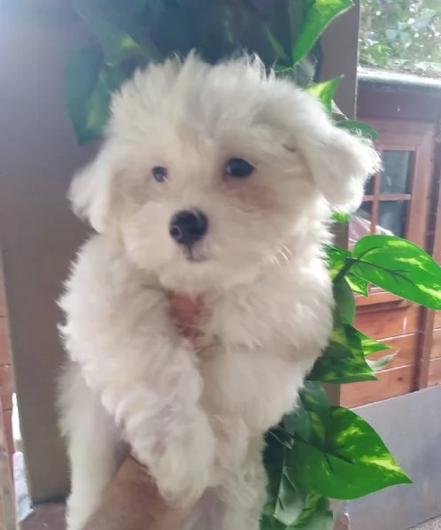 Maltipoo nano maschietto