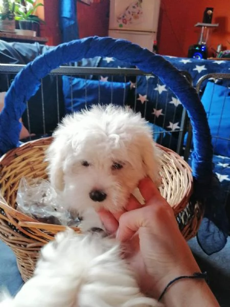 Maltipoo nano maschietto | Foto 1