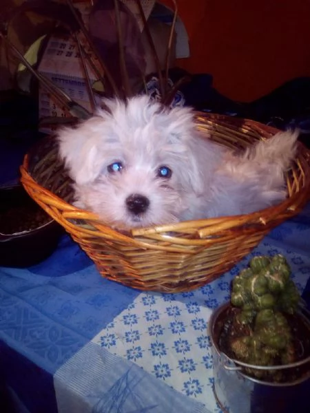 Maltipoo nano maschietto | Foto 0