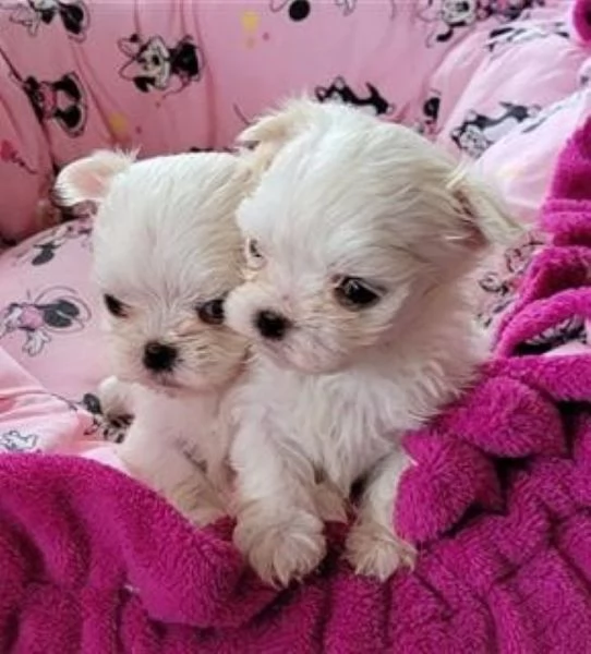 Maltese toy cuccioli