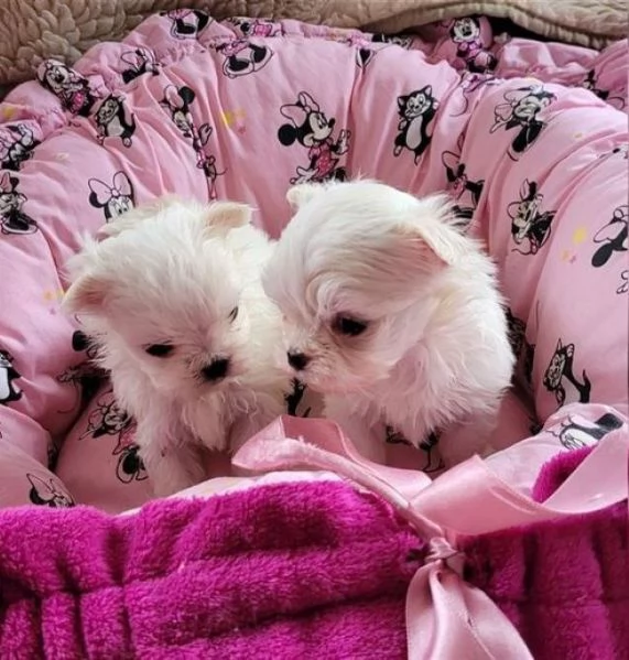 Maltese toy cuccioli | Foto 0
