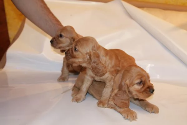 Cocker Spaniel cuccioli | Foto 0