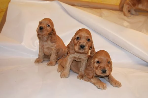 Cocker Spaniel cuccioli