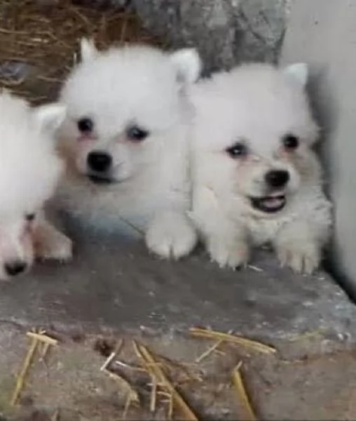 Spitz toy cuccioli | Foto 2