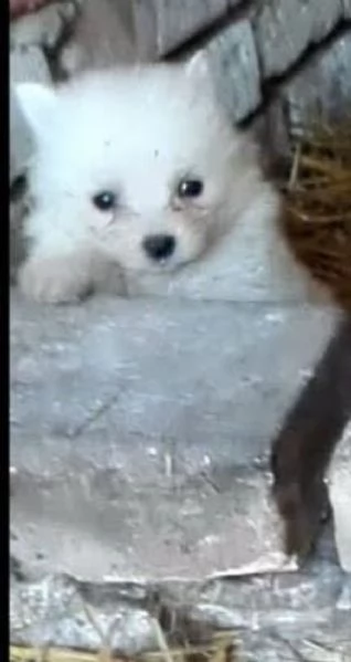 Spitz toy cuccioli | Foto 1