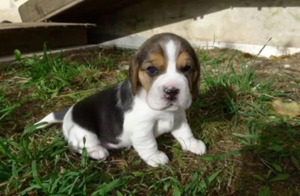 Beagle tricolore femminuccia
