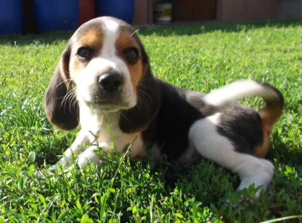 Beagle tricolore femminuccia | Foto 0