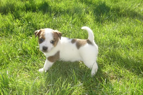 Jack Russell cuccioli | Foto 2