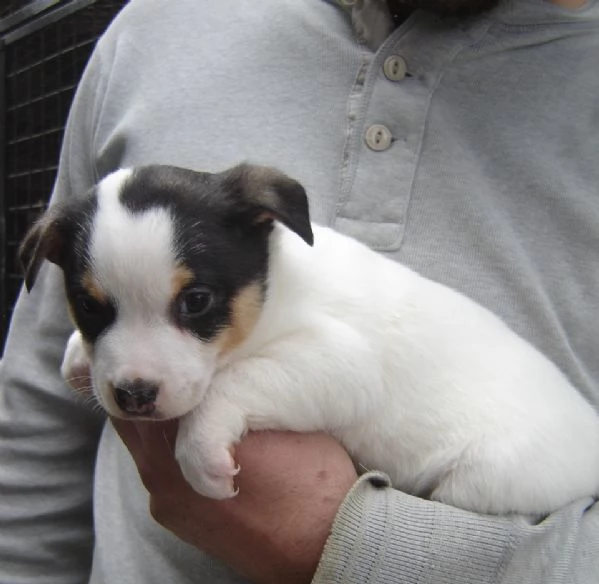 Jack Russell cuccioli | Foto 1